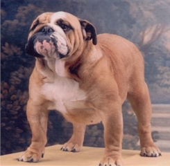 nubia.jpg (49710 octets)