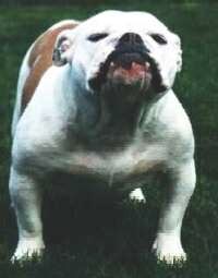 taraph.jpg (8484 octets)