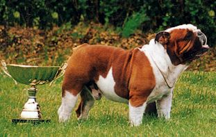 xenbull.jpg (58141 octets)