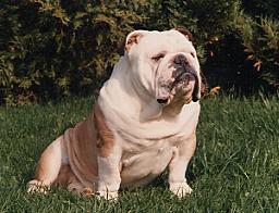 British Passion Elliott